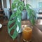 ornamental plants and a glass of herbs on the dining table