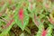 ornamental plants with green and pink patterns