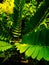 ornamental plants at night