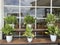 ornamental plants that are planted in pots and arranged using wooden shelves