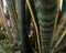 ornamental plants in pots next to the house