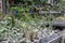 ornamental plants in pots seedlings in a flower shop grow indoor flowers