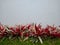 Ornamental plants with red and white leaves on a blank wall, carabao grass