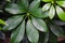 Ornamental Plants Schefflera or Walisongo Variegata