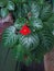 ornamental plants whose flowers are like red trumpets