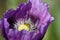 Ornamental poppy, Hertfordshire,  England