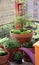 Ornamental pot plants on the balcony