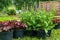 Ornamental potted plants prepared for planting in open ground