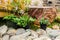 Ornamental potted plants prepared for planting in open ground