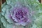 Ornamental Purple Kale or cabbage .