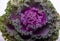 Ornamental Purple Kale or cabbage on white background.