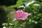 Ornamental rose `Marion`, cultivar Marion. Garden pink rose as an ornamental plant grown in the garden. Berlin, Germany