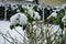 Ornamental rose \\\'Marion\\\' under the snow in the garden in winter. Berlin  Germany