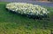 Ornamental round flowerbed with annuals and bulbs. yellow daffodils predominate on the grassy area with a low metal fence which pr