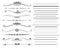 Ornamental rule lines in different design