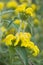 Ornamental sage yellow flowers