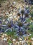 Ornamental Sea holly in flower