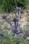 Ornamental Sea holly in flower