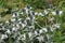 Ornamental sea holly flowers with silver bracts