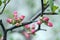 Ornamental shrub Chaenomeles japonica cultivar superba