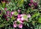 Ornamental shrub Leptospermum