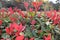 Ornamental shrub with red and green leaves Photinia phrase Little Red Robin