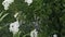 Ornamental shrub with white flower. Popular as ornamental plant.
