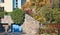 Ornamental shrubs and plants near a residential city house in au