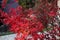 Ornamental shrubs with red leaves in the park