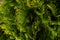 Ornamental shrubs ,Wall shrubs green background bush juniper