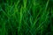 Ornamental small green grasses are versatile plants in any landscape