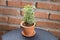 Ornamental small plants with green leaves, looking fresh. In a small pot Made of red clay Resting on a grey table For decorating a