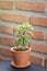 Ornamental small plants with green leaves, looking fresh. In a small pot Made of red clay Resting on a grey table For decorating a
