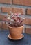 Ornamental small plants with green and red leaves look fresh and refreshing. In a small pot Made of red clay Resting on a grey