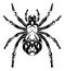 Ornamental spider illustration