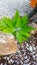 Ornamental spiky plant growing in gravel. Agave