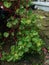 Ornamental Spinach Purslane Red Stem