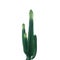 Ornamental spiny plant with green succulent stems of Euphorbia ingens Candelabra Tree cactus isolated on white background,