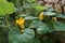 Ornamental squash flowering plant growing alongside rosemary in the garden