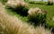 ornamental steppe grasses can withstand drought and are decorative even in winter in rows or individually or in combination with a