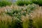 Ornamental steppe grasses can withstand drought and are decorative even in winter in rows or individually or in combination with a