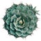 Ornamental succulent plant agave taken from above