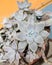 Ornamental succulent plant - Echeveria. Family - Crassulaceae