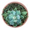Ornamental succulent young plant agave with dwarf clover