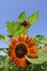 Ornamental sunflower garden