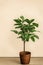 Ornamental tall green houseplant with wide leaves stands on floor in brown ceramic pot without ground. Preparation for planting.
