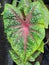 Ornamental taro leaf close up