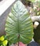 Ornamental Taro Leaves