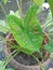 ornamental taro leaves