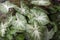 ornamental taro plant that has white spots